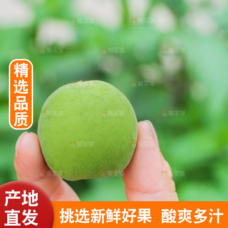 手里拿着新鲜青梅