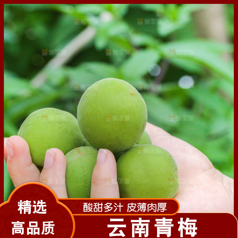 手里拿着新鲜青梅