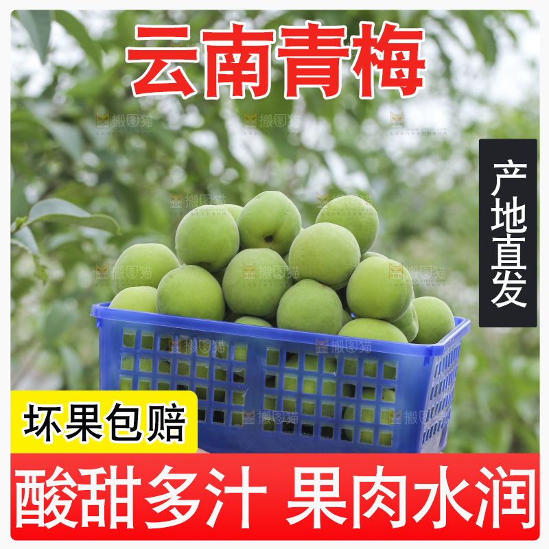 手里拿着新鲜青梅