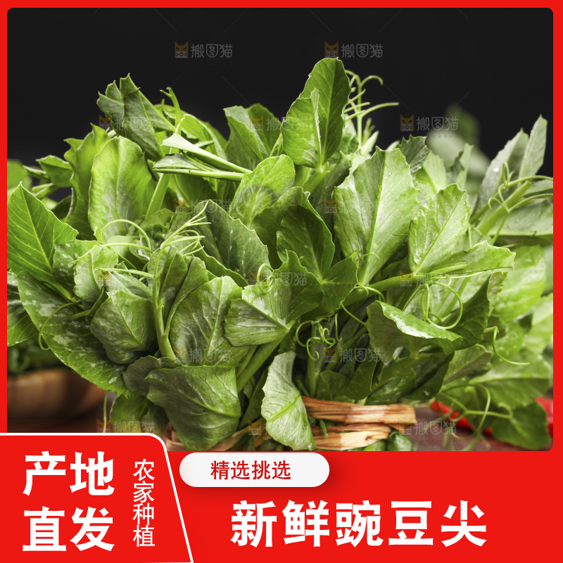 深底上的豌豆苗