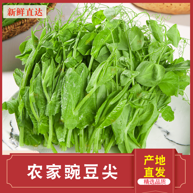 豌豆尖主图