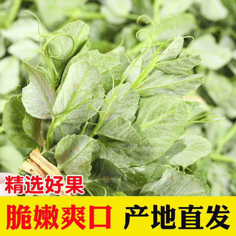 深底上的豌豆苗