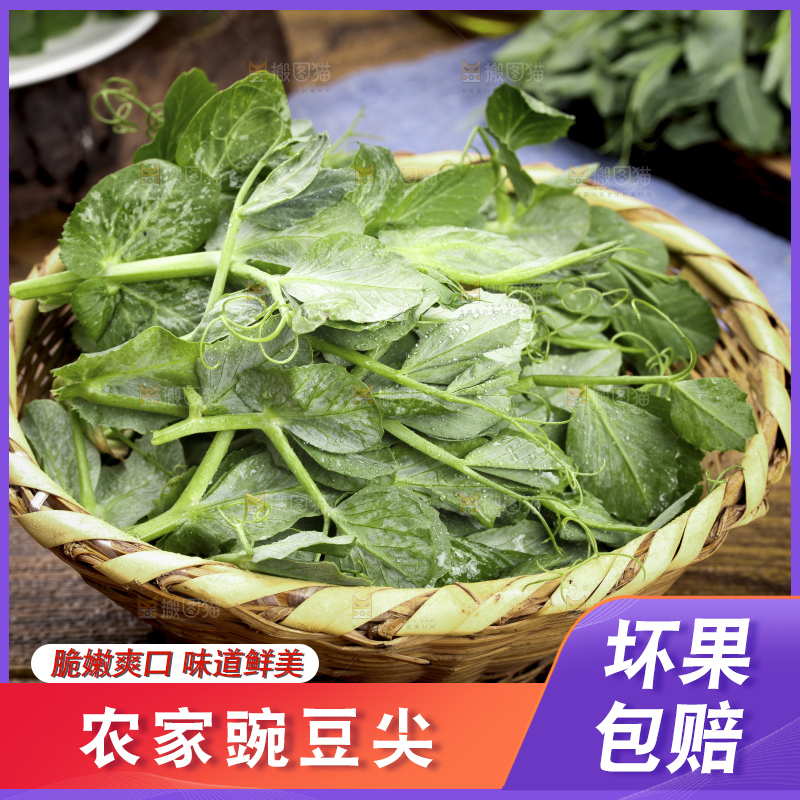 深底上的豌豆苗