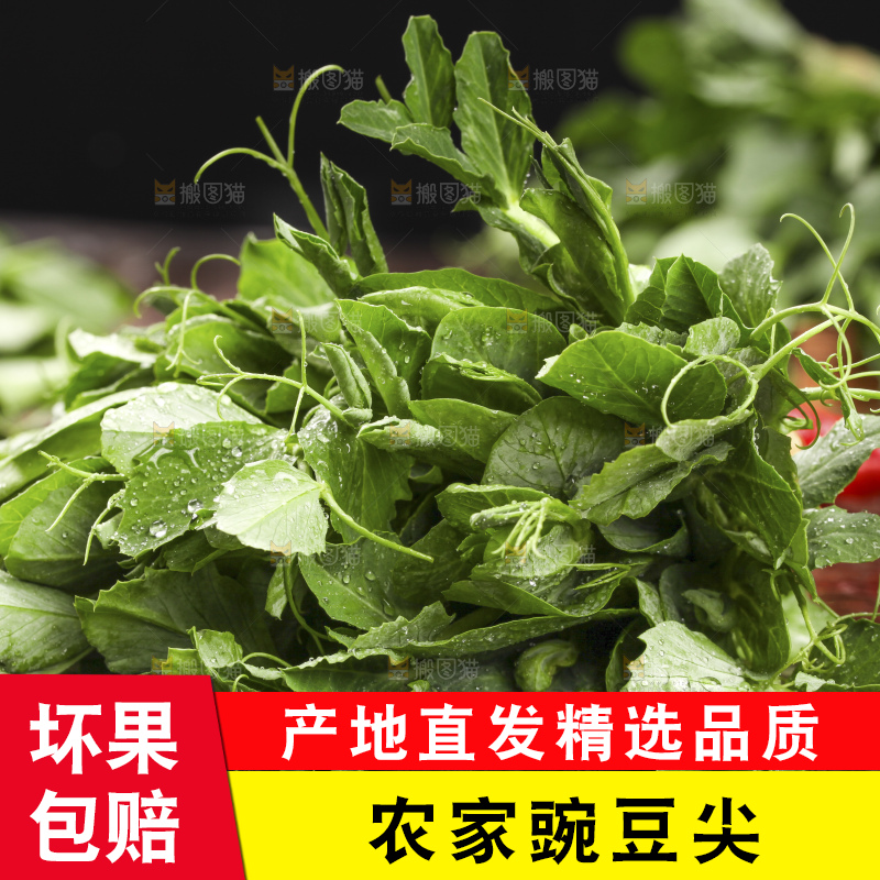 深底上的豌豆苗