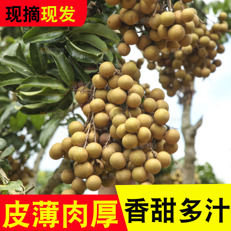 手里拿着新鲜龙眼