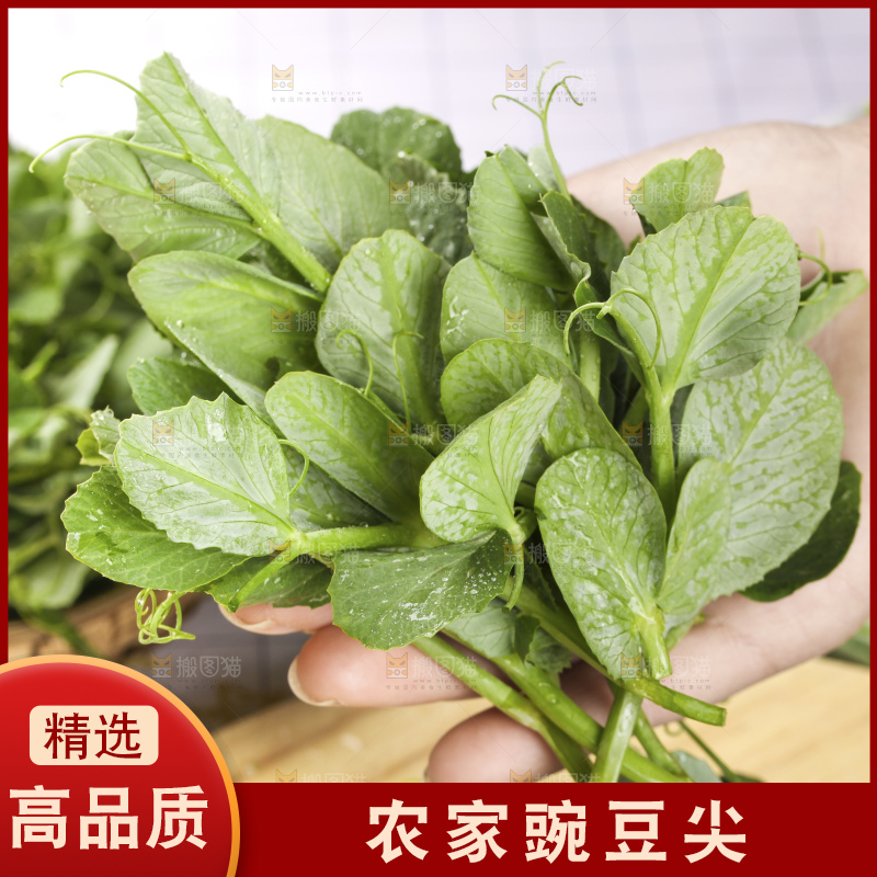 深底上的豌豆苗