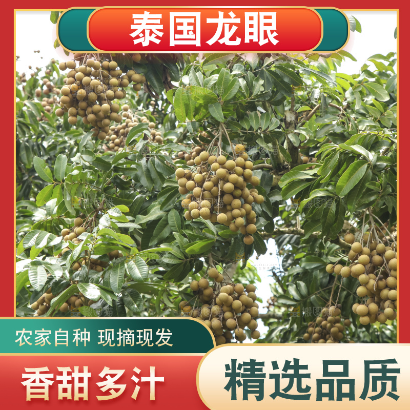 手里拿着新鲜龙眼