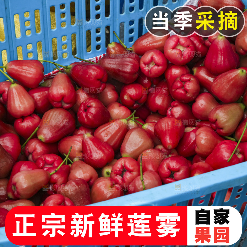 浅底上的莲雾