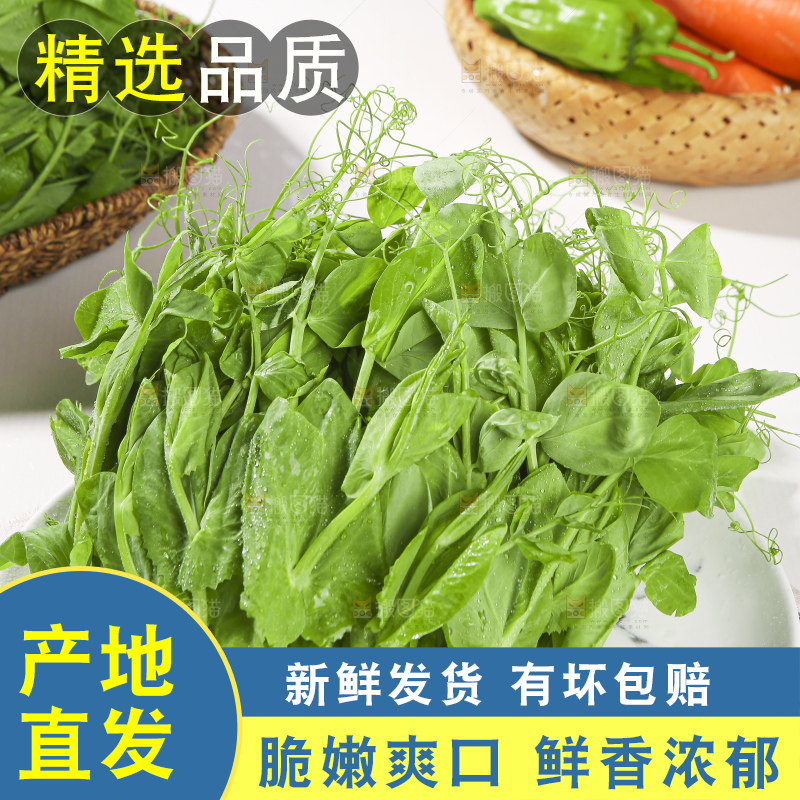 浅底上的豌豆尖