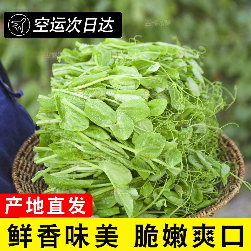 浅底上的豌豆尖