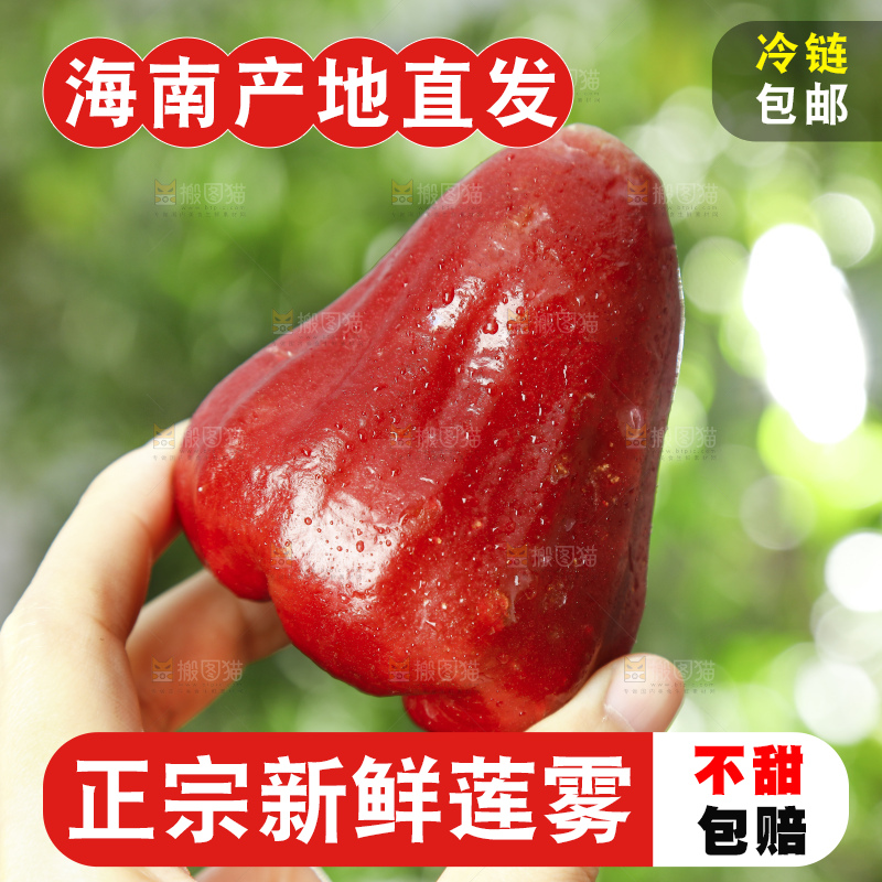 浅底上的莲雾