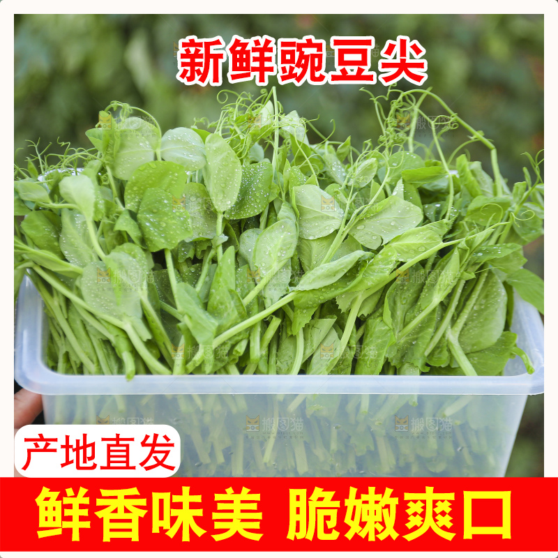 浅底上的豌豆尖