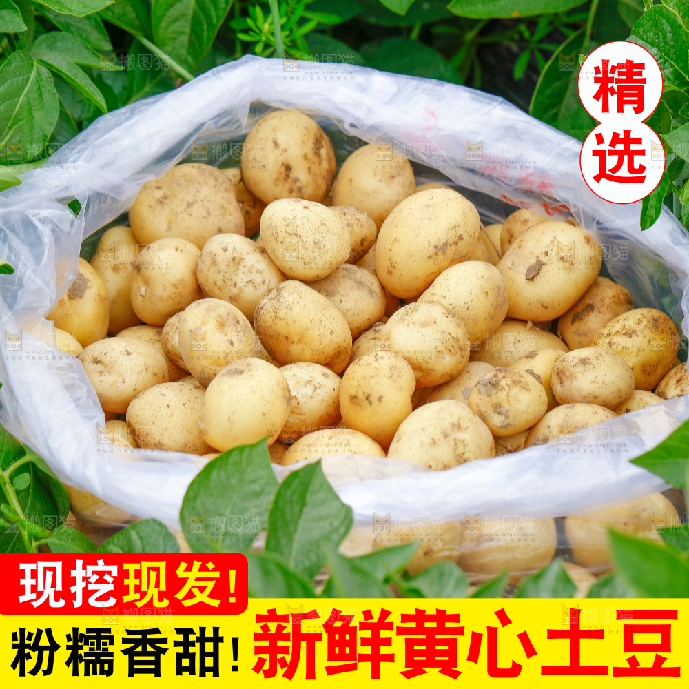 新鲜大土豆主图