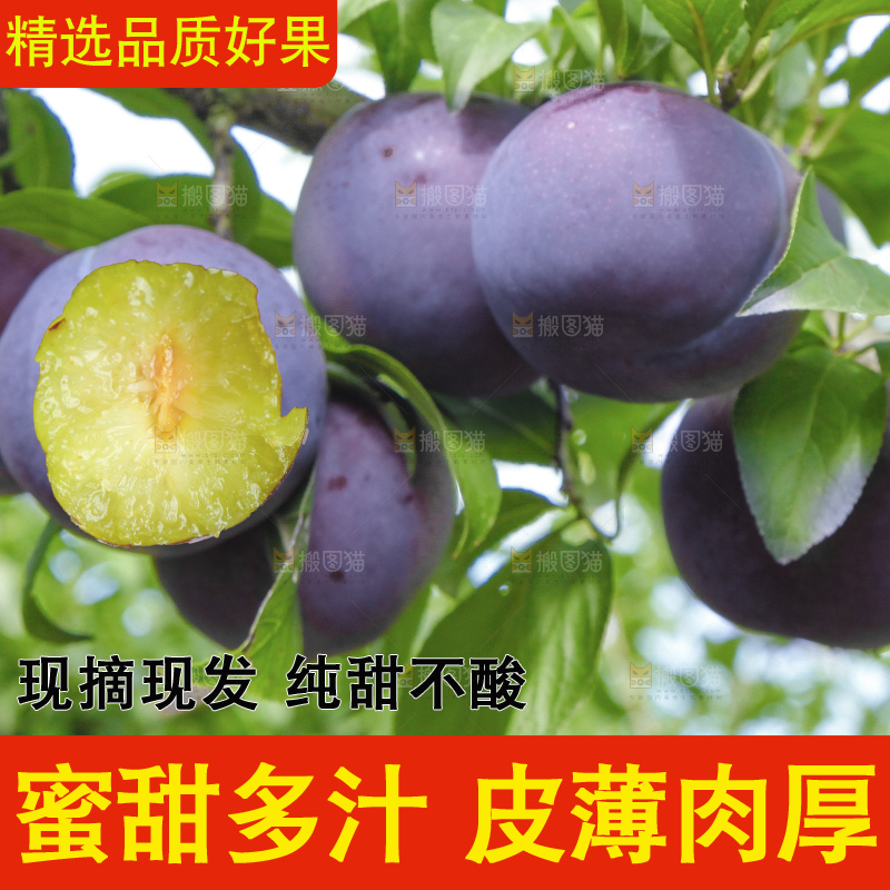 浅底上的五月脆李