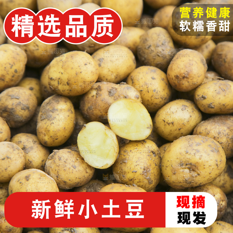 田地里的黄皮小土豆