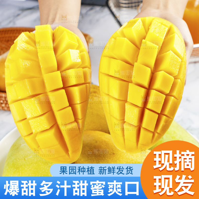 浅底上的绿皮金煌芒