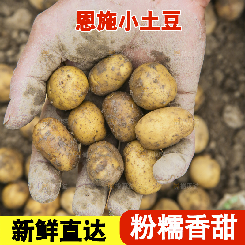 田地里的黄皮小土豆