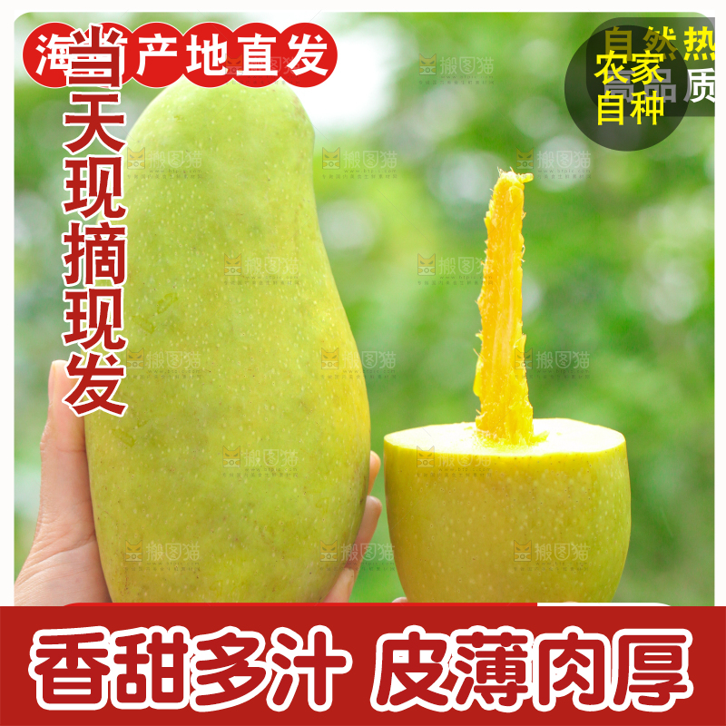 金煌芒主图