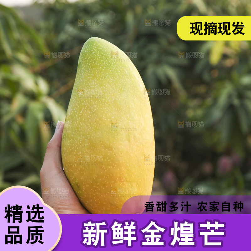 手里拿着金煌芒