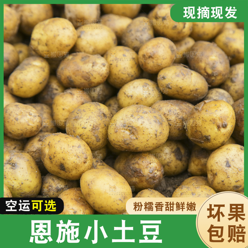 田地里的黄皮小土豆