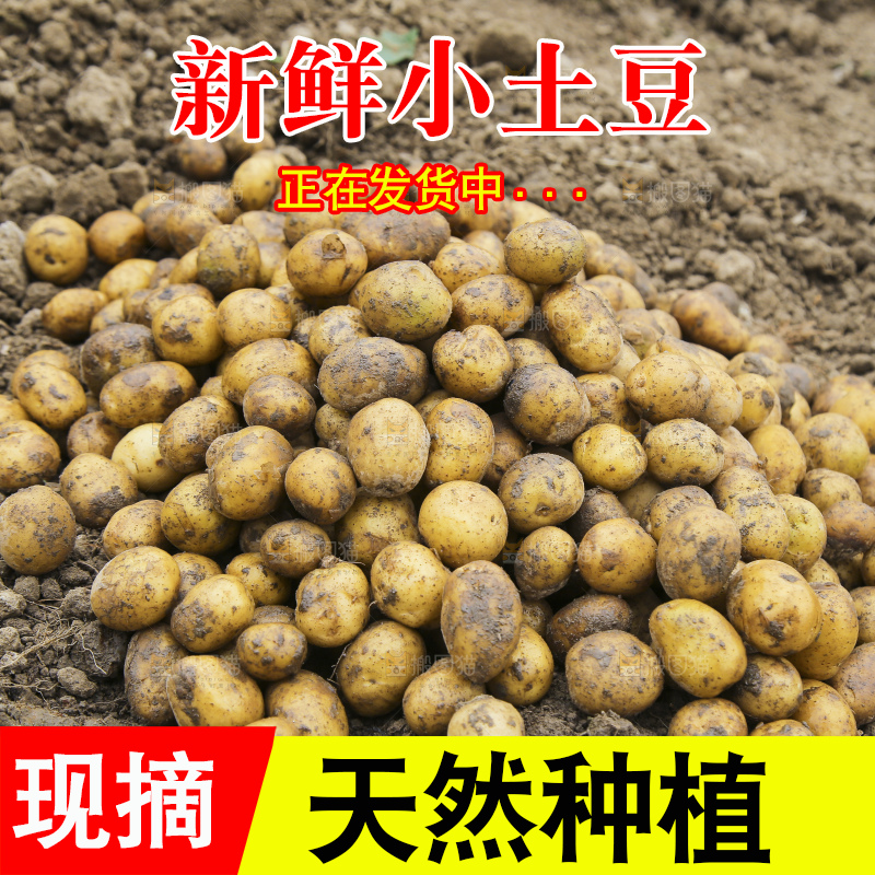 小土豆主图