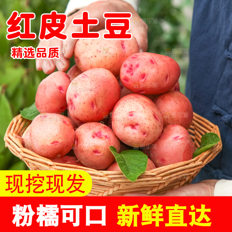 红皮土豆主图