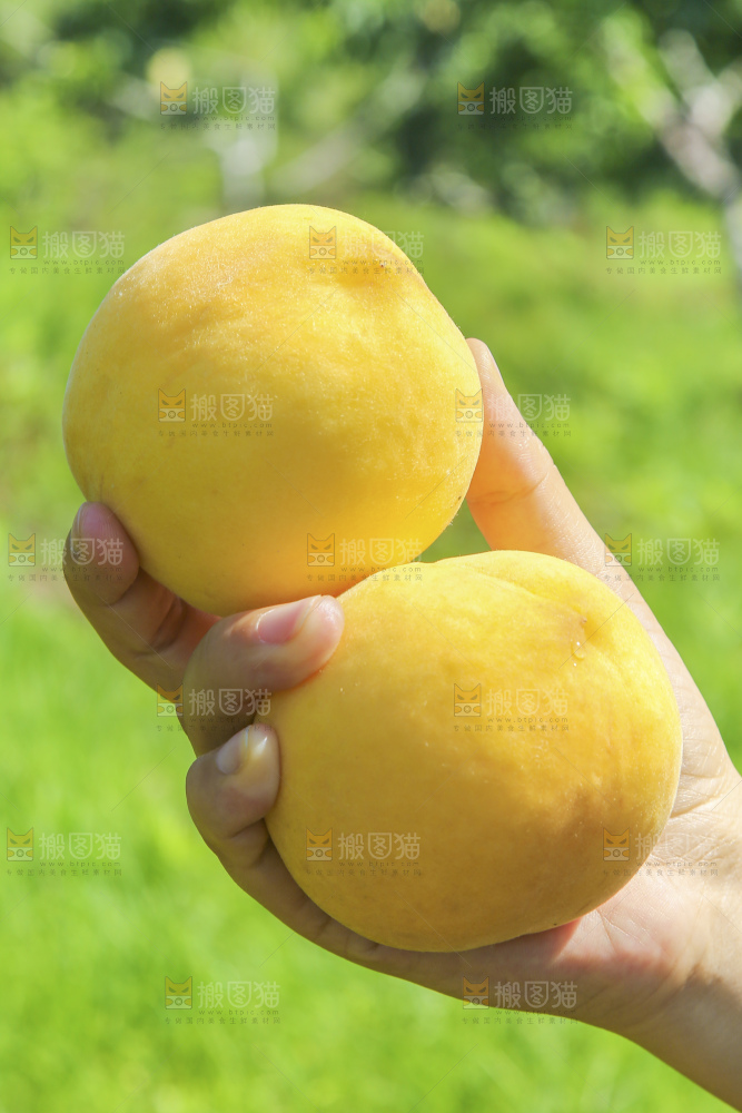 桃