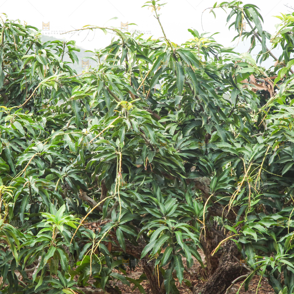 浅底上的绿皮金煌芒