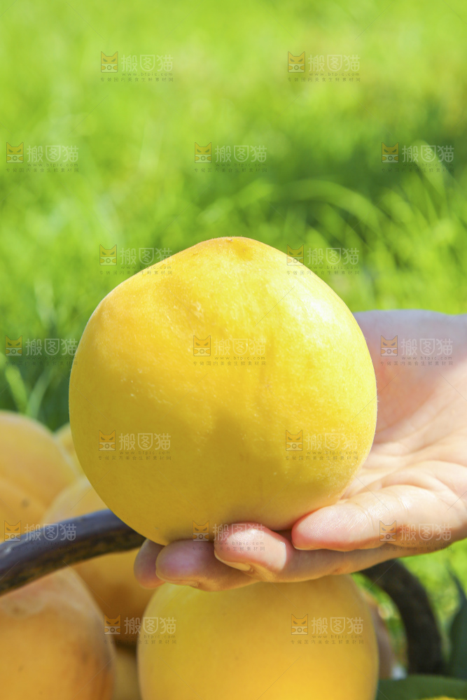 桃
