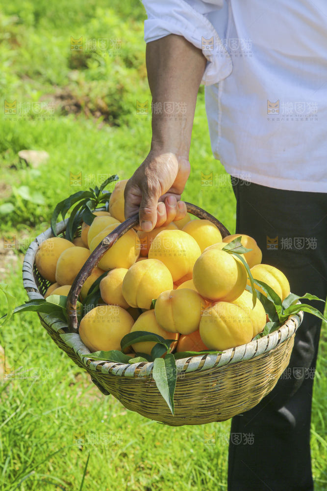 手里拿着黄毛桃