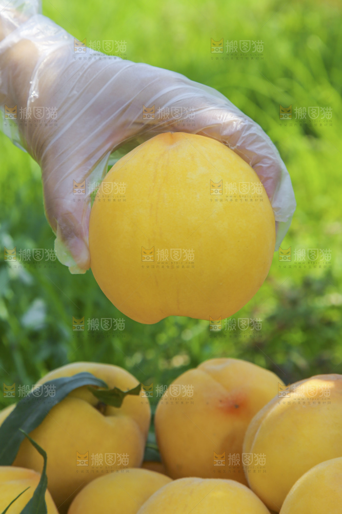 手里拿着黄毛桃