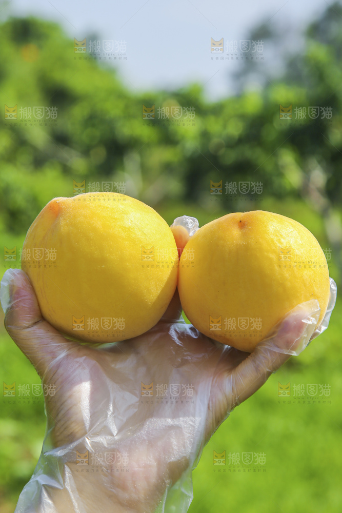 手里拿着黄毛桃