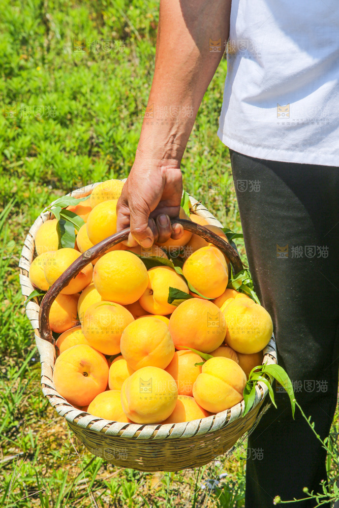 手里拿着黄毛桃