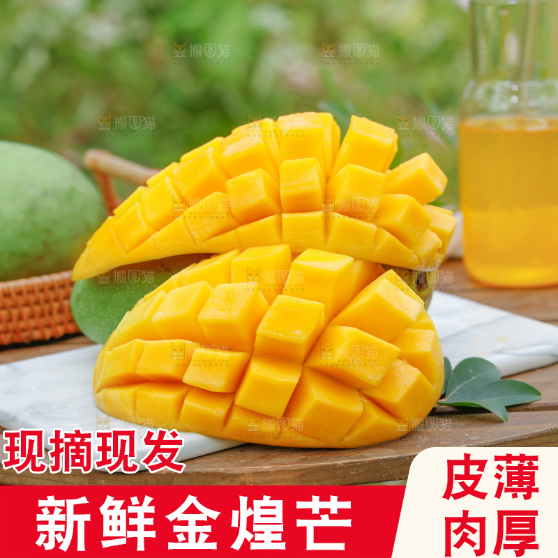 浅底上的绿皮金煌芒