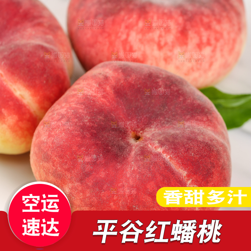 浅底上的毛蟠桃