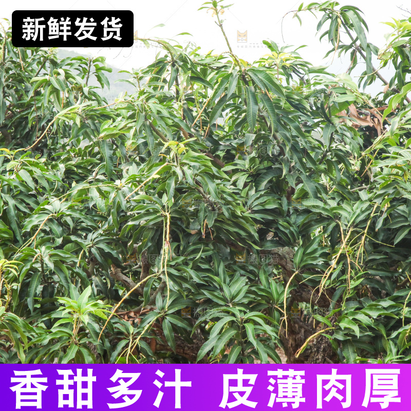 浅底上的绿皮金煌芒