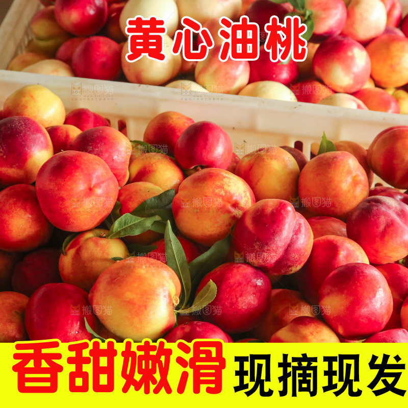 新鲜现摘的油桃