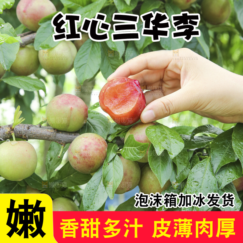 树上的李子