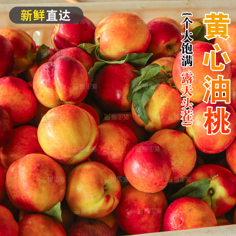 新鲜现摘的油桃
