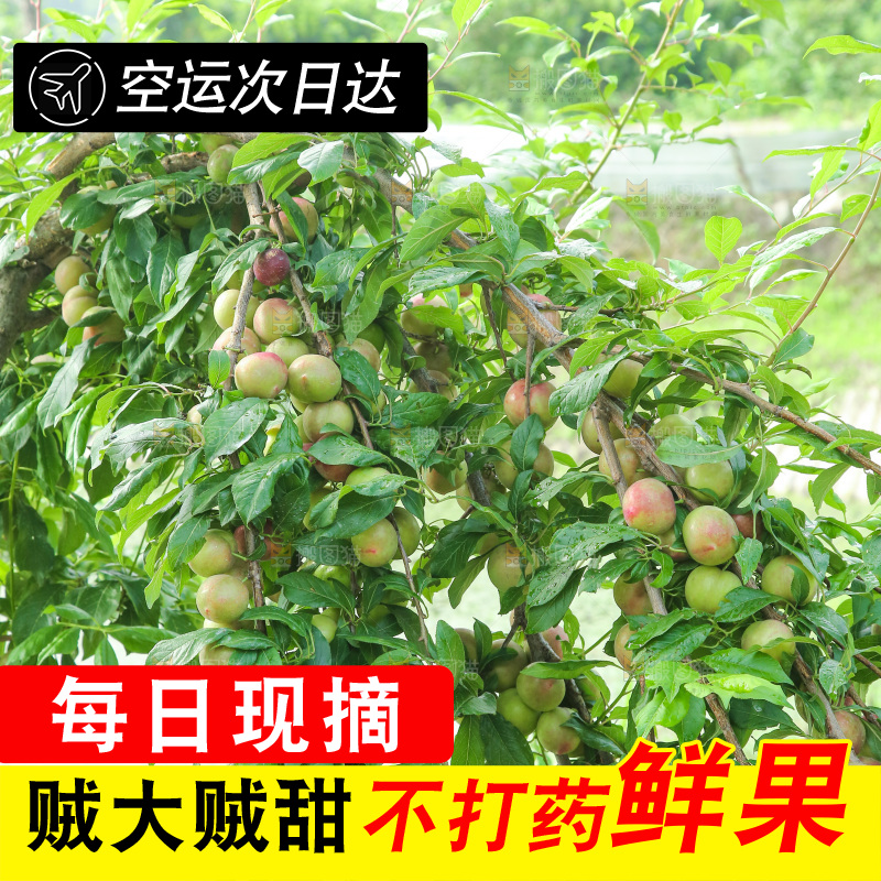 树上的李子