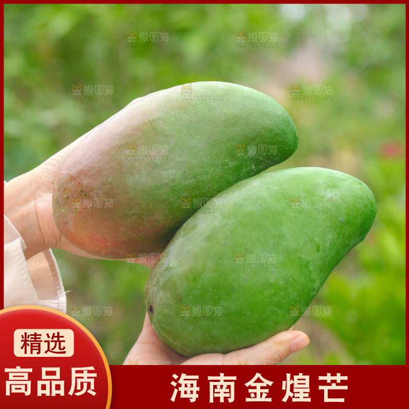 浅底上的绿皮金煌芒