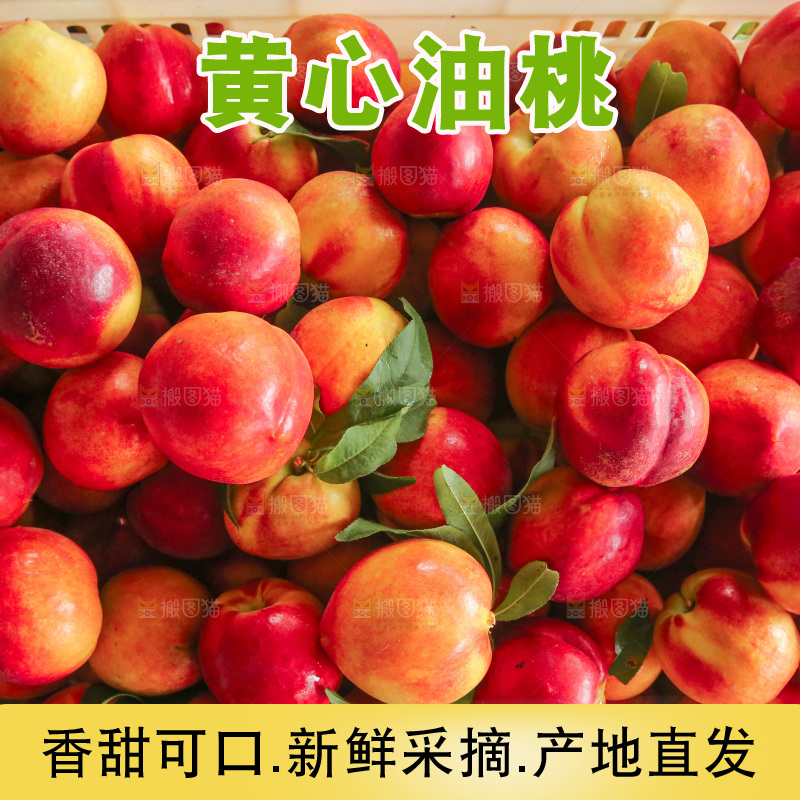 新鲜现摘的油桃