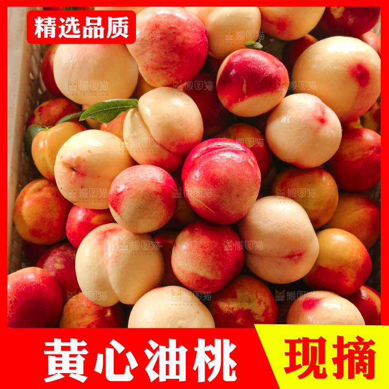新鲜现摘的油桃