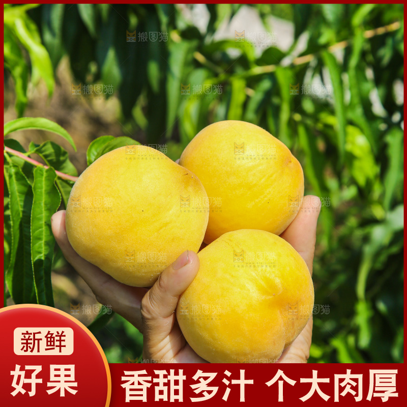手里拿着黄毛桃
