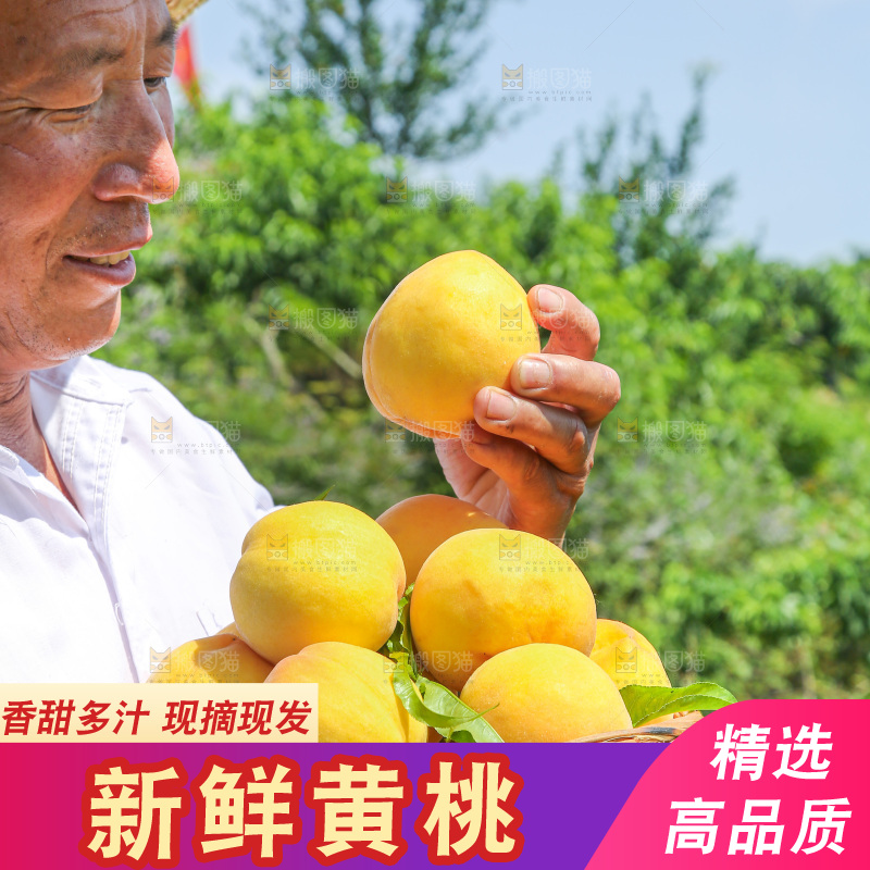 手里拿着黄毛桃