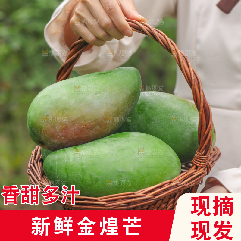 浅底上的绿皮金煌芒