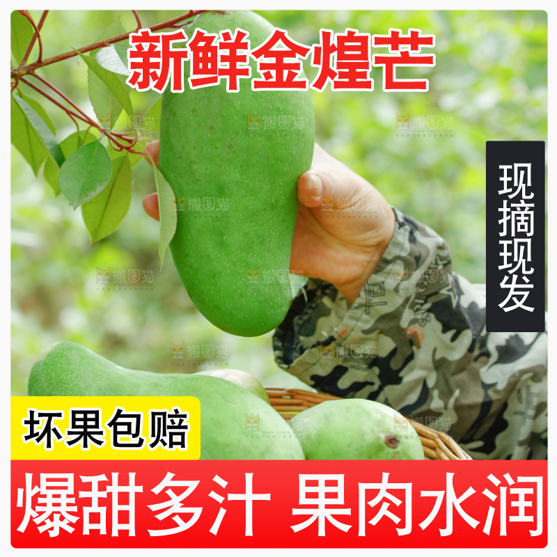 浅底上的绿皮金煌芒