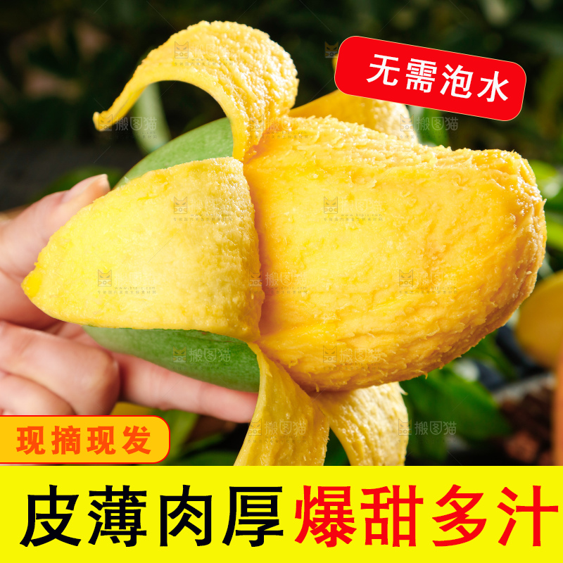 浅底上的绿皮金煌芒