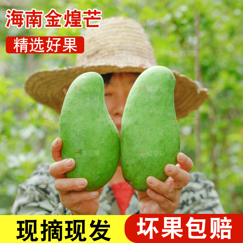 浅底上的绿皮金煌芒