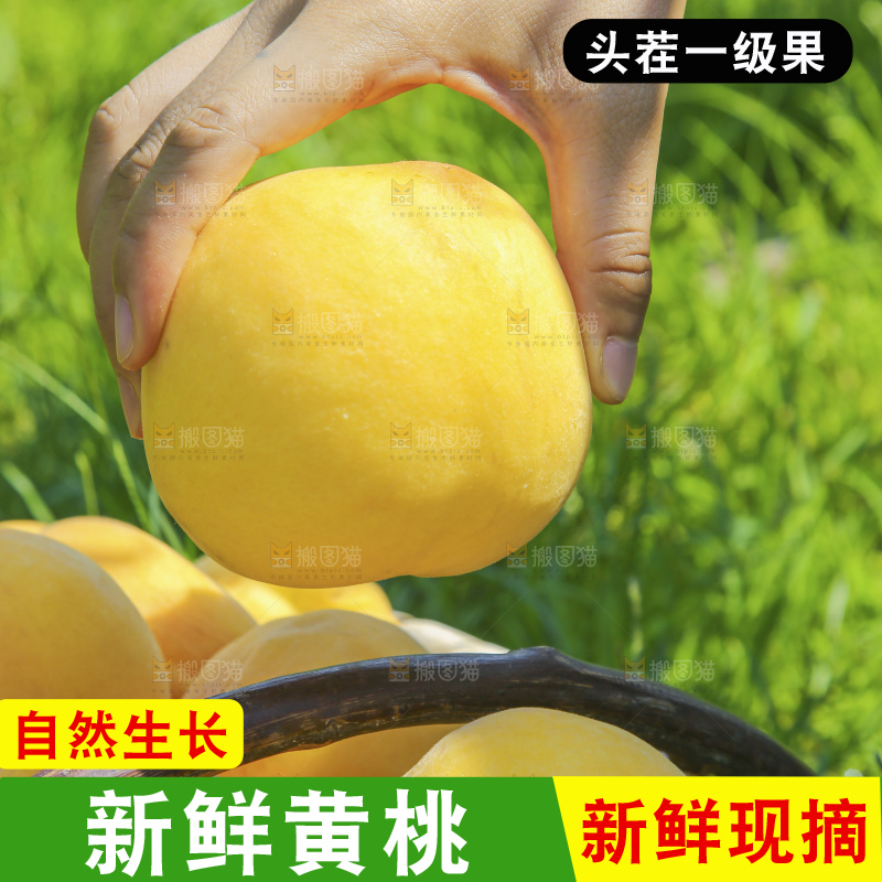 手里拿着黄毛桃